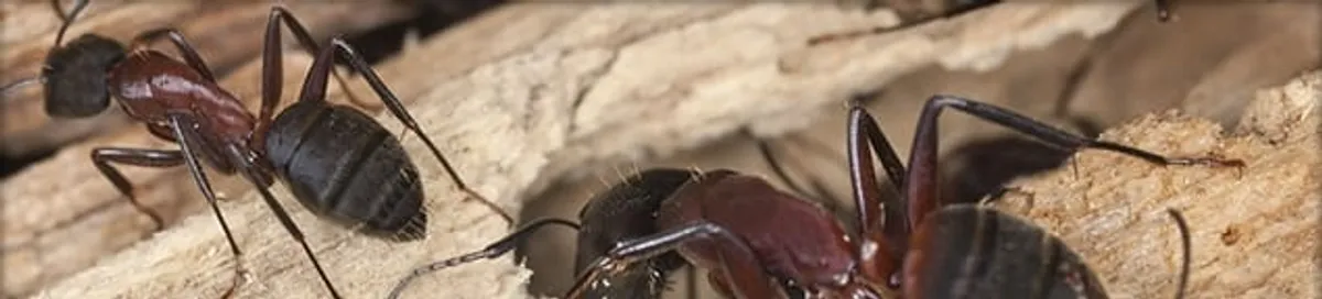 Close-up of ants on wood showing an active ant infestation in Marietta, GA