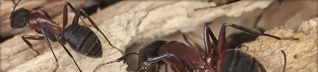 Close-up of ants on wood showing an active ant infestation in Marietta, GA