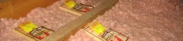 Mouse traps placed in an attic for rodent control in Marietta, GA