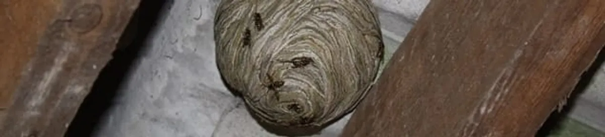Wasp nest in an attic space, a common home infestation risk in Marietta, GA
