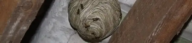 Wasp nest in an attic space, a common home infestation risk in Marietta, GA
