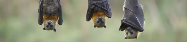Bats roosting together, a common sign of a bat infestation in Marietta, GA