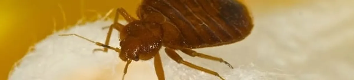 Close-up of a bed bug, a sign of an active infestation in Marietta, GA