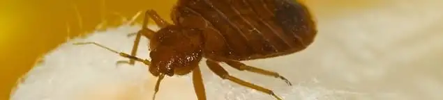 Close-up of a bed bug, a sign of an active infestation in Marietta, GA