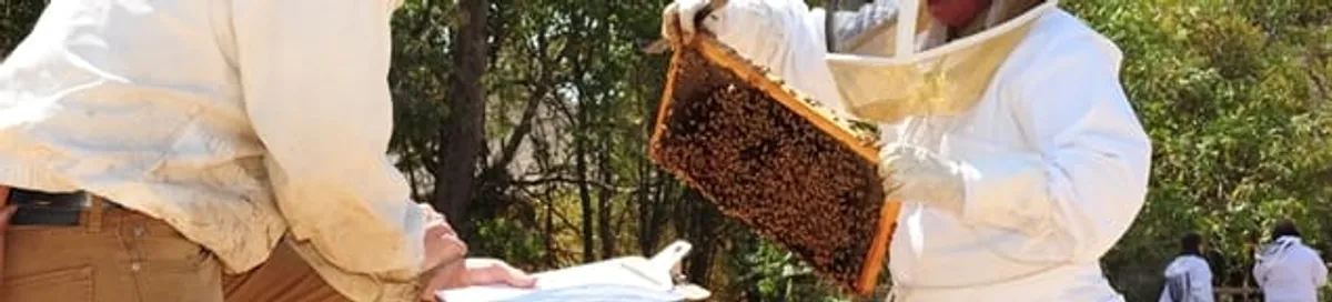Bee removal specialists relocating a hive and honeycomb safely in Marietta, GA