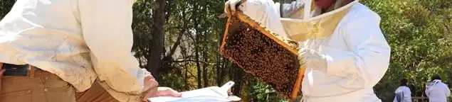 Bee removal specialists relocating a hive and honeycomb safely in Marietta, GA