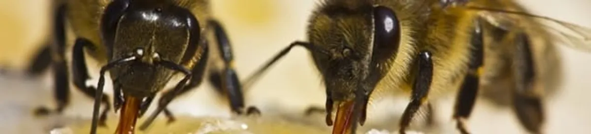 Close-up of honey bees, a sign of a nearby hive in Marietta, GA