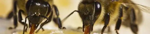 Close-up of honey bees, a sign of a nearby hive in Marietta, GA