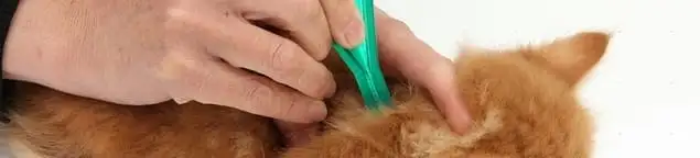 Flea treatment for pets using a flea comb, a sign of flea problems in Marietta, GA