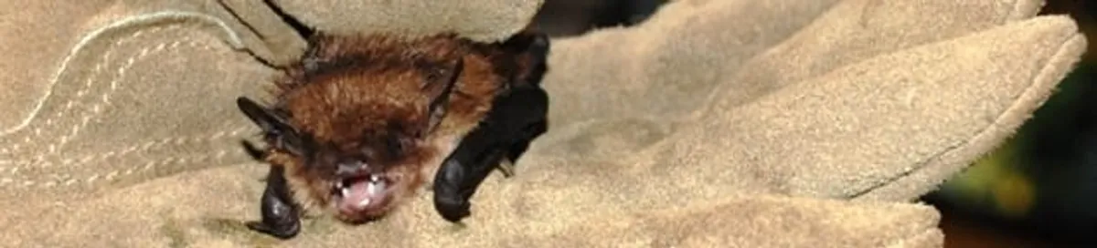 Bat removal specialist holding a bat safely during humane exclusion in Marietta, GA