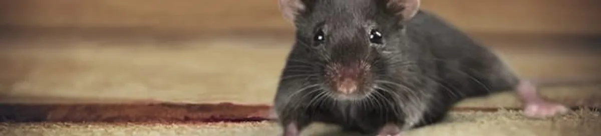Mouse indoors, a common sign of a rodent infestation in Marietta, GA