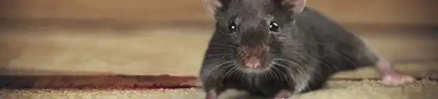 Mouse indoors, a common sign of a rodent infestation in Marietta, GA