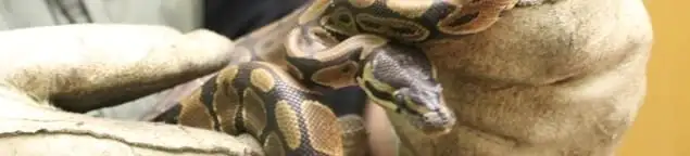 Snake removal specialist safely handling a snake with protective gloves in Marietta, GA