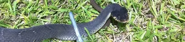 Snake in a yard, a common sign of a snake problem near a home in Marietta, GA