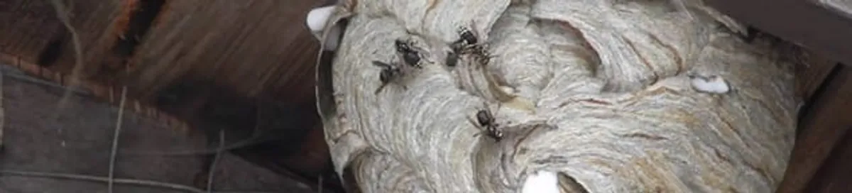 Close-up of a wasp nest with active wasps, a sign of an infestation in Marietta, GA