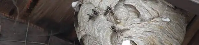 Close-up of a wasp nest with active wasps, a sign of an infestation in Marietta, GA